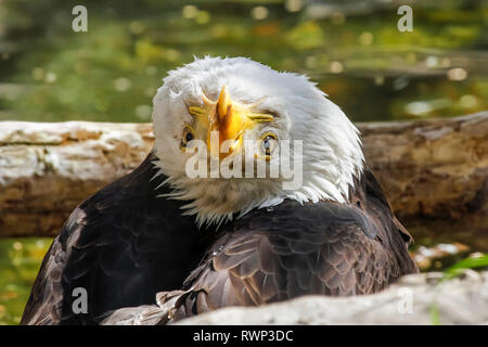 Weißkopfseeadler (Haliaeetus leucocephalus) in eine unangenehme Lage Blick zurück mit dem Kopf auf den Kopf, Colorado, Vereinigte Staaten von Amerika Stockfoto