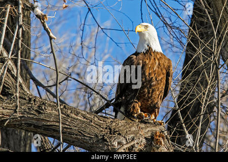 Weißkopfseeadler (Haliaeetus leucocephalus) auf einem Baum gehockt, Colorado, Vereinigte Staaten von Amerika Stockfoto