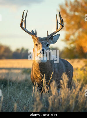 Weißwedelhirsche (Odocoileus virginianus) Buck, Eastern Plains, Colorado, Vereinigte Staaten von Amerika Stockfoto