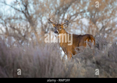 Weißwedelhirsche (Odocoileus virginianus) Buck, Eastern Plains, Colorado, Vereinigte Staaten von Amerika Stockfoto