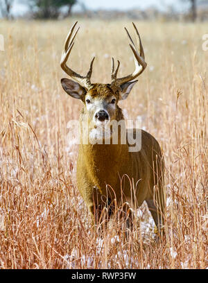 Weißwedelhirsche (Odocoileus virginianus) Buck, Eastern Plains, Colorado, Vereinigte Staaten von Amerika Stockfoto