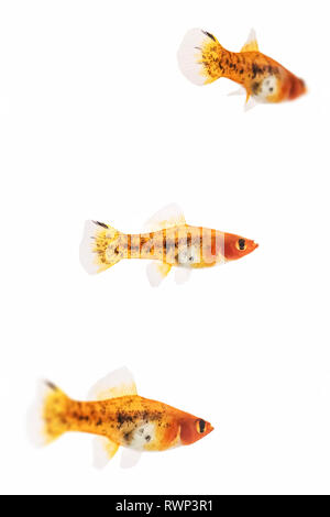 Drei weibliche Calico swordtail Fisch auf einem weißen Hintergrund Stockfoto