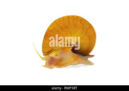 Gold Inca Schnecke (Pomacea bridgesii) oder Apple Schnecke, auf weißem Hintergrund Stockfoto