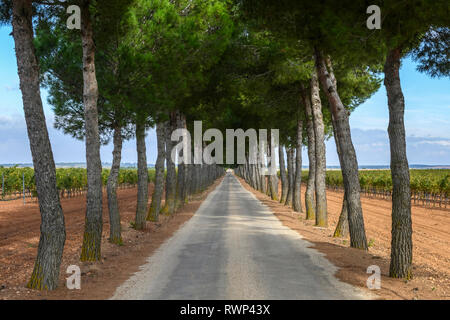 Eine lange gerade Straße mit Bäumen in der Ferne mit Weinbergen auf beiden Seiten gesäumt; Villarrobledo, Provinz Albacete, Spanien Stockfoto