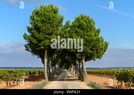 Eine lange gerade Straße mit Bäumen in der Ferne mit Weinbergen auf beiden Seiten gesäumt; Villarrobledo, Provinz Albacete, Spanien Stockfoto