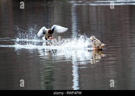 Zwei Enten Landung in einem See mit einem Crash Stockfoto