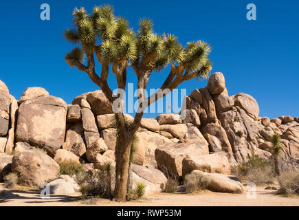 Joshua Bäume, Yucca Palme, Yucca, Yucca Palme, Yucca Buergeri, Joshua Tree National Park, Kalifornien, USA Stockfoto