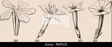 Die Elemente der Botanik für die Elemente der Botanik für Anfänger und für Schulen elementsofbotany 00 grau Jahr: 1887 90 Blumen. [Abschnitt 8. Ein schmaler Schlauch, aus dem es im rechten Winkel divergiert, wie die SALVER rep-übelgenommen in alten Bildern, mit einem schlanken unter, Bild bearbeiten. 249-251, 255. Glockenförmige, oder Glockenförmig; wo eine kurze und breite Röhre erweitert sich nach oben, in der Form einer Glocke, wie in Abb. 254. Trichterförmig oder Trichter-Form; Grad - Ually Verbreitung auf dem Gipfel ein Rohr, unten schmal ist, Hi der Stockfoto