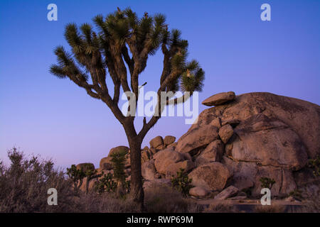 Joshua Bäume, Yucca Palme, Yucca, Yucca Palme, Yucca Buergeri, Joshua Tree National Park, Kalifornien, USA Stockfoto