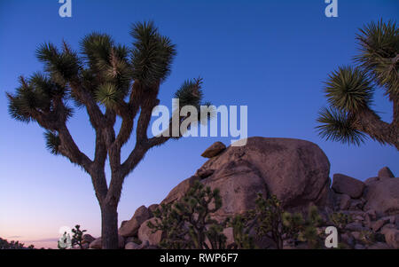 Joshua Bäume, Yucca Palme, Yucca, Yucca Palme, Yucca Buergeri, Joshua Tree National Park, Kalifornien, USA Stockfoto