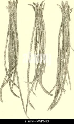 Elemente der philippinischen Landwirtschaft (1908) Stockfoto