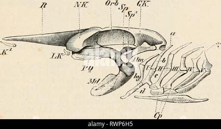 Elemente der vergleichenden Anatomie Elemente der vergleichenden Anatomie der Wirbeltiere elementsofcompar 00 wied Jahr: 1886 TIM&lt;: Schädel. G5 Die olfaktorischen sacs liegen in der ventro-lateralen Teile der nasalen Region, die oft länglich ist zu einem langen Schnitt - Wasser oder Tribüne (intertrabecula). Hinter diesem sind die Tiefen orbital Mulden (Feigen gesehen. 50 und 51), die posteriore Bestrahlungen durch das stark auskragenden auditiven Regionen (GK] begrenzt sind. Die palatoquadrate ist in der Regel nur auf der Basis cranii durch Bänder, sondern in der Chimaorae wird unverrückbar mit Ihm verschmolzen, die ihren Namen von Holocepha woher Stockfoto