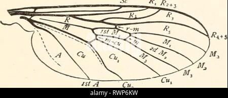 Die Elemente von Insekt Anatomie; die Elemente von Insekt Anatomie; eine Gliederung für den Einsatz von Schülern und Studenten in den entomologischen Labors elementsofinsect 00 coms Jahr: 1910 87 Wenn die Primitiver oder generalisierte Mitglieder der verschiedenen Aufträge werden miteinander verglichen. In den meisten der Bestellungen von Insekten, die grössere Anzahl der Arten sind so modifiziert oder spezialisierten hinsichtlich der Struktur ihrer Flügel, dass es zunächst die primitive Art zu verfolgen, ist schwierig. Hinweis - Der Student sollte eine klare Vorstellung von der Bedeutung der Begriffe allgemeine und spezialisierte, die jetzt viel in verwendet werden. Stockfoto