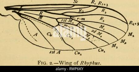 Die Elemente von Insekt Anatomie die Elemente von Insekt Anatomie: eine Gliederung für den Einsatz von Schülern und Studenten in den entomologischen Labors elementsofinsect 00 comst Jahr: 1916 87 Wenn die Primitiver oder generalisierte Mitglieder der verschiedenen Aufträge werden miteinander verglichen. In den meisten der Bestellungen von Insekten, die grössere Anzahl der Arten sind so modifiziert oder spezialisierten hinsichtlich der Struktur ihrer Flügel, dass Es difificult Zunächst die primitive Art zu verfolgen ist. Hinweis - Der Student sollte eine klare Vorstellung von der Bedeutung der Begriffe allgemeine und spezialisierte, die jetzt viel verwendet werden. Stockfoto