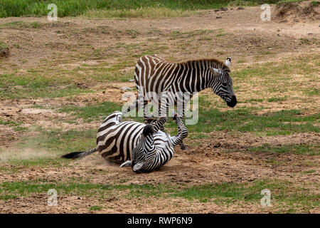 Ebenen Zebras in der Masai Mara, im Staub, Kenia, Afrika Stockfoto