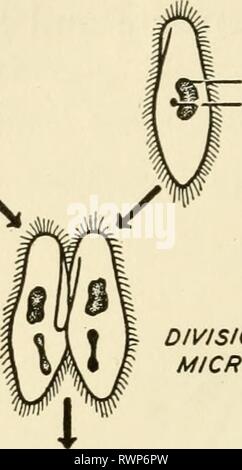 Elemente der Biologie, mit speziellen Elementen der Biologie, insbesondere in Bezug auf ihre Rolle im Leben der Tiere elementsofbiolog 00 Buch Jahr: 1933 70 ELEMENTE DER BIOLOGIE MACRONUCLEUS MICRONUCLEUS Stockfoto