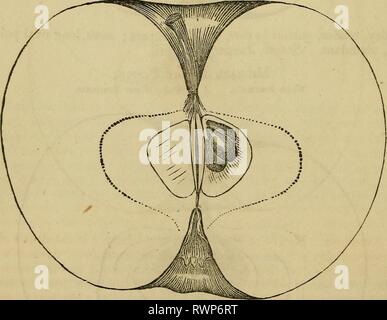 Elliott's Obst Buch; (1854) Elliott's Obst Buch; elliottsfruitboo 01 elli Jahr: 1854 92 DER APFEL. Amerikanische. Heimisch in New Jersey. Es ist in extensiven Anbau im Westen, und ist sehr erfolgreich. Bäume sehr Herstel- lung. Obst., mittelgross bis gross; Form, Winkel, rundliche, konisch-", Farbe, Licht gelblich grün, mit einem flush der roten, in der Sonne, bestreut mit Korruptions- lar gebildet Tonerflecken rotbraun; oft gibt es ein Schatten der Reichen gelb marmoriert, oder gestreift, anscheinend unter der Haut; Stammzellen, die in der Regel - Kurz; Hohlraum, engen, regelmäßigen; Kelch, mit langen Segmente in Divis-Ionen; Becken, flach Stockfoto