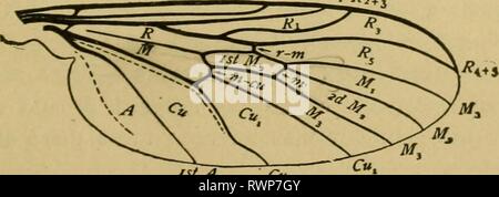 Die Elemente von Insekt Anatomie die Elemente von Insekt Anatomie: eine Gliederung für den Einsatz von Schülern und Studenten in der entomologischen Labors elementsofinsect 02 coms Jahr: 1902 87 Wenn die Primitiver oder generalisierte Mitglieder der verschiedenen Aufträge werden miteinander verglichen. In den meisten der Bestellungen von Insekten, die grössere Anzahl der Arten sind so modifiziert oder speciaUzed hinsichtlich der Struktur ihrer Flügel, dass es zunächst die primitive Art zu verfolgen, ist schwierig. Hinweis - Der Student sollte eine klare Vorstellung von der Bedeutung der Begriffe allgemeine und spezialisierte, die jetzt viel verwendet werden. Stockfoto