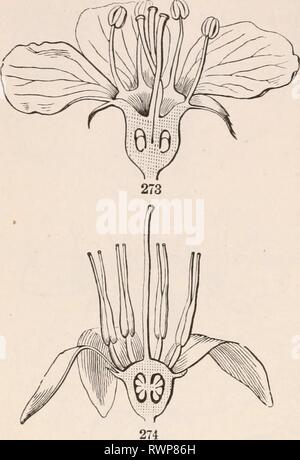 Die Elemente der Botanik für die Elemente der Botanik für Anfänger und für Schulen elementsofbotany 00 grau Jahr: 1887 90 Blumen. [Abschnitt 8. Connate ist ein Begriff, der häufig entweder nicht frei oder nicht unterscheidbar, für Teile usa kongenital, ob der gleichen oder unterschiedlicher Art. Adnate, wie Sie richtig verwendet werden, bezieht sich auf die Union der ungleiche Teile. 272. In noch eine andere Form der Ex-Pression, superior und inferior haben viel im Sinne der oben und unten verwendet. Superior ist sagte der Eierstöcke von Flachs - Blume, Kirsche, etc., denn über die anderen Teile; es ist Equiv - alent zu 'Eierstock fre Stockfoto