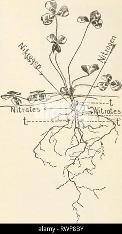 Elemente der Biologie; eine praktische Elemente der Biologie; ein praktisches Lehrbuch Korrelation von Botanik, Zoologie, und die menschliche Physiologie elementsofbiolog 00 Jagd Jahr: [1907] WURZELN UND IHRE ARBEIT 95 es Rate 5 x. Pflanzen erwähnt gefunden werden kleine Verdickung oder tuberkel; in der tuberkel gibt es Millionen von winzigen Pflanzen, Bakterien, die Stickstoff aus der at-Mosphere und befestigen Sie es so, dass es durch die Anlage verwendet werden können; das heißt, sie bilden Nitrat für die Pflanzen verwenden. Diese Bakterien, geschweige aller lebenden Pflanzen, haben die Macht, den freien Stickstoff aus der Luft zu nehmen und es in eine Form t machen Stockfoto