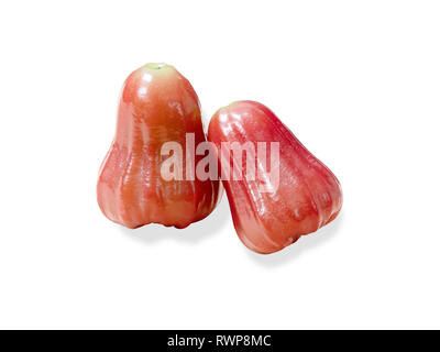 Zwei rose Äpfel auf weißem Hintergrund. Syzygium ist eine Gattung von Blütenpflanzen. Das kann gegessen werden. Stockfoto