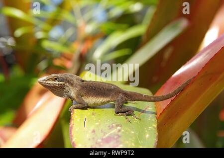 Braun Hawaii Anole Stockfoto