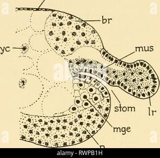 Embryologie von Insekten und myriapods; Embryologie von Insekten und myriapods; die Entwicklungsgeschichte von Insekten, Tausendfüßler und millepedes vom Ei desposition [!] zu schlüpfen embryologyofinse 00 joha Jahr: 1941 178 Embryologie VON INSEKTEN UND MYRIAPODS sie später mit den Zellen der anterioren und posterioren Mitte vereinen - Darm Epithelzellen Bänder. Den mittleren Strang führt zu den Blutzellen. Der Entwicklung auf, und stomodaeum proctodaeum länger geworden ist, geht die Stockfoto