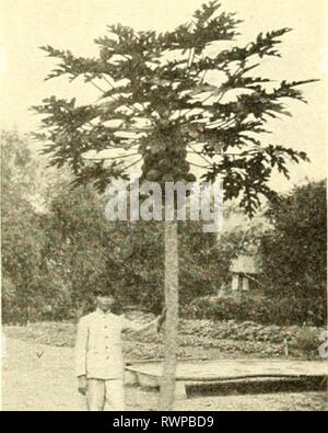 Elemente der philippinischen Landwirtschaft (1908) Stockfoto