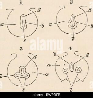 . Die Elemente Der Embryologie. Embryologie. Diagramme Zur ...