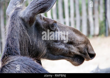 Das Porträt von weiblichen Elch (Alces alces) im Park. Stockfoto