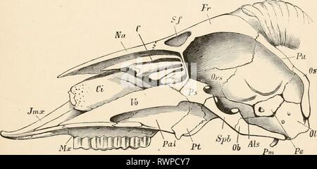 Elementare Lehrbuch der Zoologie (1884) Elementare Lehrbuch der Zoologie elementarytextbo 0201 clau Jahr: 1884 Schädel. 117 anterior oder frontalen Region ebenso bestehen aus der basalen praesphenoid, die beiden seitlichen orbitosphenoids, und die beiden Dorsalen frontal Knochen, die Membran Knochen und der Bogen dorsal abgeschlossen. Die ethmoid kann als Vertreter der Körper einer vierten oder anterioren Wirbel angesehen werden; es ist oben durch die nasalen Knochen und unterhalb der vomer. Schließlich, zwischen diesen verschiedenen Knochen andere Knochen sind intercalated, z. B. das Mastoid und petrosal zwischen den Okzipitalen und sphenoidal Stockfoto