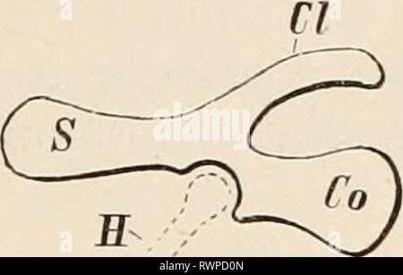 Elemente der vergleichenden Anatomie Elemente der vergleichenden Anatomie der Wirbeltiere elementsofcompar 00 wied Jahr: 1886 PECTOPvAL ARCH. 89 umfassend entwickelt. In allen höheren Wirbeltieren ist es auf dem gleichen Plan wie in Amphibia gebildet, und wird mehr oder weniger vollständig verknöchert. Es besteht immer auf jeder Seite einer knorpeligen und knöchernen dorsale Platte (schulterblatt), die Kurven die Seite des Körpers und wird kontinuierlich mit zwei Prozesse - eine anteriore Abb. nach ventral. 71.- DIAGRAMM DER BODEN - ART DER PEKTORALE ARCII MET MIT ix alle VERTEBRATA, AUS DER AMPHIBIA BIS ZU MAMMALIA. 8, scap Stockfoto