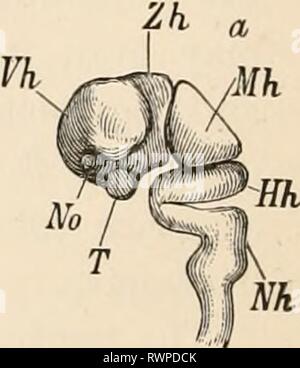 Elementare Lehrbuch der Zoologie (1884) Elementare Lehrbuch der Zoologie elementarytextbo 0201 clau Jahr: 1884 MO Abb. 577.- ein. Gehirn und den vorderen Teil des Rückenmarks eines menschlichen Embryos von der Seite gesehen (nach Kolliker). Vh, Fore-Gehirn; Zh, thalamencephalon; Mh, Mid-brain: HH, Hind - Gehirn; Nh, Medulla oblongata;T, anterior ventrale Ende des thalamencephalon; NEIN, Sehnerv. 1. Schematischer Längsschnitt durch ein Gehirn der Wirbeltiere (nach Huxley). Hs, Hemisphären; LO, olfaktorischer Lappen; Olf, olfaktorischen Nerv; ThO, Optic thalamus; T7, dritten Ventrikel; Nein, Sehnerv; H, Hirnanhangdrüse ( Stockfoto