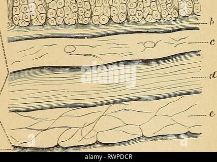 Eléments d'anatomie et de Physiologie Stockfoto