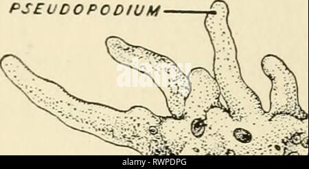 Elemente der Biologie, mit speziellen Elementen der Biologie, insbesondere in Bezug auf ihre Rolle im Leben der Tiere elementsofbiolog 00 Buch Jahr: 1933 98 ELEMENTE DER BIOLOGIE PROTOZOEN PSEUDOPODIUM FOOD VAKUOLE Stockfoto