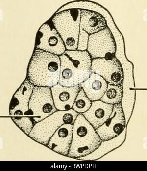 Elemente der Biologie, mit speziellen Elementen der Biologie, insbesondere in Bezug auf ihre Rolle im Leben der Tiere elementsofbiolog 00 Buch Jahr: 1933 BEHÄLTER KONTRAKTILE VAKUOLE FLA 6 ELLUM EUCLENA MASTICOPHOPA - Abb. 30. INFUSORIA - PARAMOECIUM PLASMODIEN rote Blutkörperchen Abb. 3/. SPOROZOA-PLASMODIEN (Malaria) Feigen. 28, 29, 30, und 31.- Beispiele für die vier Klassen von Protozoen. (Fidschi. 29. aus verschiedenen Quellen; Bild. 31 neu gezeichnet nach Stollen: Biologie, von Henry Holt und Co. veröffentlicht) Stockfoto