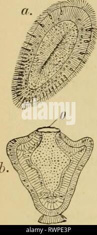 Elementare Lehrbuch der Zoologie, allgemeine Elementare Lehrbuch der Zoologie, Allgemeiner Teil und Besonderer Teil: Protozoen, insecta elementarytextbo 00 clau Jahr: 1892 124 Organisa- TIOX UND ENTWICKLUNG VON AIS "IMALS!&gt; 'GrXEEAX. Medusae). Entsprechend haben wir verschiedene Formen von alternationen von Generationen, die genetisch eine andere Herkunft und Erläuterung zu unterscheiden. Die letztere Form der alternationen von Generationen ähnelt metamor-phosis; und wir haben es in den meisten Fällen als hadng auf folgende Weise entstanden erklären: - Die asexuelle Form entspricht einer unteren Stufe in der phylogenetischen hist Stockfoto