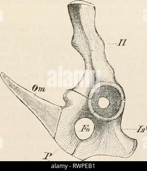 Elemente der vergleichenden Anatomie Elemente der vergleichenden Anatomie der Wirbeltiere elementsofcompar 00 wied Jahr: 1886 Abb. 83 B.-Diagramm, AUS DEM DIE BEZIEHUNGEN DER BECKENKNOCHEN an der HÜFTPFANNE. J, Ilium, Js, sitzbein; P, pubis; A, acetabular Knochen; Ac, acetabulum. - II Abb. 84.- BECKEN VON Echidna.. (Von der linken Seite.) (nach Gegenbaur.) II, Ilium; Ist, sitzbein; P, pubis; Om, beuteltier Knochen; Fo, obturator Foramen. Uhr Stockfoto