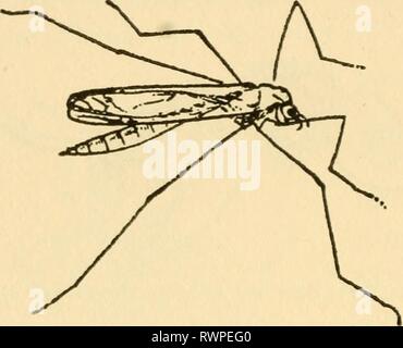 Grundlegende Lektionen auf Insekten (1928) grundlegende Lektionen auf Insekten elementarylesson 00 müssen Jahr: 1928 118 grundlegende Lektionen auf Insekten Abb. SO.- Ein erwachsener Kran fliegen. Tipula abdominolis Maden;' auch tachina-fles, deren Larven leben als Parasiten im Körper von anderen Insekten. Sehr viele solche fliegt wird in Sammeln-ing von Blumen, für Nektar und Pollen sind attraktive Nahrung für Sie. Eine andere Art von fliegen kann über die Live Stock in unsere Weiden gefunden werden - Stechfliegen, deren carnivor-ous Larven in nassem Boden leben. Es gibt auch lange fliegt Gehörnt (Nematocera), und diese sind sehr d Stockfoto