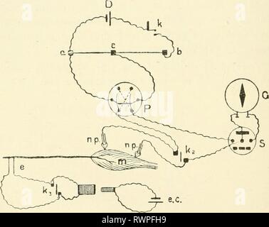 Die Elemente der menschlichen Physiologie (1907) Elemente der menschlichen Physiologie elementsofhumanp 05 Sterne Jahr: 1907 122 Physiologie Nerv prei^ aration, zu einem Galvanometer. Wir werden dann eine Auslenkung der Spiegel des Magneten, Aufgrund der aktuellen der Rest oder Abgrenzung aktuelle erhalten. Wenn nun der Nerv mit einer unterbrochenen Strom angeregt werden, damit der Muskel in eine tetanus werfen, der Lichtstrahl aus der Galvanometer Spiegel beobachtet Zurück zum Nullpunkt der Skala zu schwingen, die zeigen, dass der Strom, der anwesend war, bevor sie abgebaut wird. Wenn die Erregung der Nervenzellen abgesetzt, die Galvano-tetanus- Stockfoto