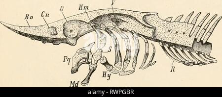 Elementare Lehrbuch der Zoologie (1884) Elementare Lehrbuch der Zoologie elementarytextbo 0201 clau Jahr: 1884 Schädel. 133 die konischen Höhlungen, von denen ein Teil der Reste der Chorda dorsalis. Die Chorda dorsalis in der Regel weiterhin besteht auch in der Mitte der Wirbelsäule als dünne Kabel (Verbindung von Dilatierten inter-vertebralen Portionen, Abb. 570"). In der knöchernen Ganoids und die Teleosteans die biconcave:;: wirbelkörper sind vollständig verknöchert und Sicherung durch die entsprechende obere und untere knöcherne Bögen, so als komplette Wirbel zu bilden. In einigen Teilen der Trunk Rippen sind auf die Piec befestigt Stockfoto