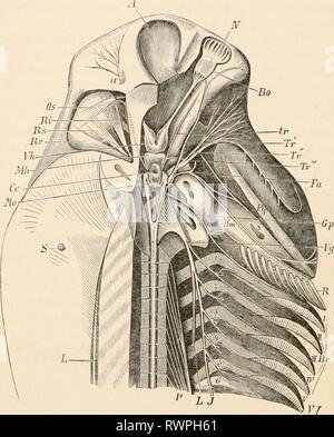 Elementare Lehrbuch der Zoologie (1884) Elementare Lehrbuch der Zoologie elementarytextbo 0201 clau Jahr: 1884 138 Fische. Cyclostomen' allein, wo es von der Vagus und durch Fasern der spinalen Nerven vertreten ist. Das Rückenmark, die Masse der Con-- Fa Abb. 588.-Gehirn und den vorderen Teil des Rückenmarks und der Nerven des Hexanchus Gegenbaur grisews (nach). Die Nerven sind auf der rechten Seite seziert; das rechte Auge entfernt. A, Vorderer Hohlraum des Schädels; N, Nasal capsule; Vh, Fore-Gehirn (zerebrale Hemisphären); Mh, Mid-brain (Lappen); Ce, Kleinhirn; Mo, Medulla oblongata; Bo Stockfoto