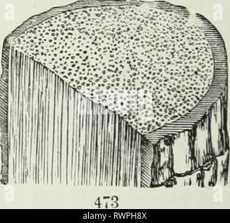 Die Elemente der Botanik für die Elemente der Botanik für Anfänger und für Schulen elementsbotany 00 grau Jahr: 1887 alle Anlagen mit Dikotylen oder polycotyledonous Embryo gehören. Die erste, genannt wurde, nicht sehr korrekt, endogene, d. h. in-Seite - wachsen; die zweite, gut genug. Exogene, oder außerhalb - wächst. 427. Endogene Stämme, die von Monocotyls (zu), ihren grössten Größe und charakteristischen Entwicklung in Palmen, Drachenbäumen, deshalb vor allem in warmen Klimazonen erreichen, obwohl die Palmetto und einige Abb. 471. Diagramm der Struktur von Palm oder Yucca. 472. Stnic Stockfoto