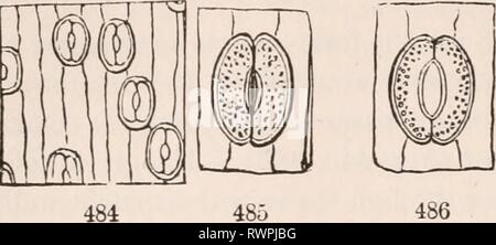 Die Elemente der Botanik für die Elemente der Botanik für Anfänger und für Schulen elementsofbotany 00 grau Jahr: 1887 144 pflanzliche LEBEN UND ARBEITEN. [Abschnitt 16. Der hauswurz. Die Epidermis ist in der Regel aus einem siugle Schicht, Lautspre- chern von zwei oder drei Schichten, von leeren s p --------- n Zellen, meist von unregelmäßigen Umriss. Die Sünde -/uous Linien, die Sie durchqueren, und kann dis werden - 7. Stockfoto