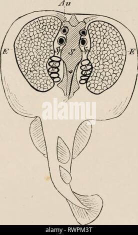 Elemente der vergleichenden Anatomie Elemente der vergleichenden Anatomie der Wirbeltiere elementsofcompar 00 wied Jahr: 1886 D. ELEKTRISCHE ORGANE. Elektrische Organe sind in bestimmten Fische vorhanden, und sind am stärksten in einem Ray (Torpedo marmorata) entwickelt, in der Südsee gefunden, in einem Südamerikanischen Aal (Gymnotus electricus) und in einem afrikanischen Siluroid (Malapterurus electricus). Gymnotus, der Electric Eel, besitzt bei weitem die stärkste elektrische Abb. IQQ. - Torpedo Marmorata, MIT-NIR. Ki, r.n IMC OKGAK (E) EXI-OSKD. S, Schädel; S&gt;, spiracle; KK, Kiemen; Ein, Auge. Power, daneben kommt Malapt Stockfoto