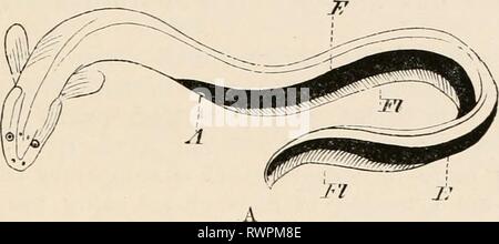 Elemente der vergleichenden Anatomie Elemente der vergleichenden Anatomie der Wirbeltiere elementsofcompar 00 wied Jahr: 1886 elektrische Organe. 125 Seite des Kopfes (Abb. 100, E]; in Gymnotus liegen sie im ventralen Teile der enorm langen Schwanz (Abb. 101, E] das ist, in die Position in der Regel durch die ventralen Teile der großen seitlichen Muskeln besetzt; und schließlich, in Malapterurus, die elektrische Orgel erstreckt sich zwischen Haut und Muskeln, die nahezu den gesamten Umfang der Körper, damit der Fisch wie ein Mantel: Es ist besonders stark an den Seiten entwickelt. Stockfoto