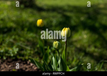 Frische grüne Knospen, gelbe Tulpe Blumen unter saftigen grünen Gras im Sonnenlicht strahlen. Frühling blühende Tulpen. Schönheit der Natur Wachstum im Frühling Stockfoto