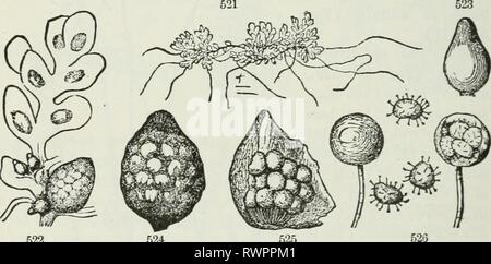 Die Elemente der Botanik für die Elemente der Botanik für Anfänger und für Schulen elementsbotany 00 grau Jahr: 1887 162 CRYPTOGAMOUS oder FLOWERLESS PFLANZEN. [Abschnitt 17. Bear kugelig oder Pille - sliapcd Obst (Sporoca. kps) auf den unteren Teil ihrer blattstielen oder auf ihre schlanke schleichende Steins. Die Blätter des gemeinen Spezies von Marsilia könnte für vierblättrigen Klee berücksichtigt werden. (Siehe Abb. 520.) Die sporocarps Arc in der Regel auf einen kurzen Hebel angehoben. Sie aru unterteilt in Längsrichtung durch eine Trennwand, und dann quer durch mehrere Partitionen. Diese Partitionen tragen zahlreiche empfindliche sacs oder spore - Fälle von Stockfoto