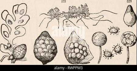 Die Elemente der Botanik für die Elemente der Botanik für Anfänger und für Schulen elementsofbotany 00 grau Jahr: 1887 162 CRYPTOGAMOUS oder FLOWERLESS PFLANZEN. [Abschnitt 17. Bear kugelig oder Pille-förmige Früchte (Sporocarps) auf den unteren Teil ihrer blattstielen oder auf ihre sleuder kriechenden Stängel. Die Blätter des gemeinen Spezies von Marsilia könnte für vierblättrigen Klee berücksichtigt werden. (Siehe Abb. 520.) Die sporocarps sind in der Regel auf einen kurzen Hebel angehoben. Sie sind in Längsrichtung durch eine Trennwand, aud dann quer durch mehrere Partitionen aufgeteilt. Diese Partitionen tragen zahlreiche empfindliche sacs oder spore - Fälle von Stockfoto