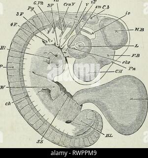 Die Elemente der Embryologie, (1874) Die Elemente der Embryologie, elementsofembryo 74 fost Jahr: 1874 142 DIE VIERTE DAT. [Kap. Abb. 46. JV.V MP-M Embeto am Ende des vierten Tages als tkansparent Objekt gesehen. Das Amnion wurde komplett demontiert, das abgeschnittene Ende des somatischen Stiel gezeigt wird bei S.s. mit der allantois (Al.) aus. C.H. Gehirnhälfte. F.B. fore Gehirn oder Blasen des dritten Ventrikels mit der Zirbeldrüse (Pn.) Projektion von seinem Gipfel aus. M.B. Mitte Gehirn. Cb. kleinhirn. Iv. V. vierten Ventrikel. L. in der Linse.ch. s. aderhaut Schlitz. Aufgrund der Zunahme der opt Stockfoto